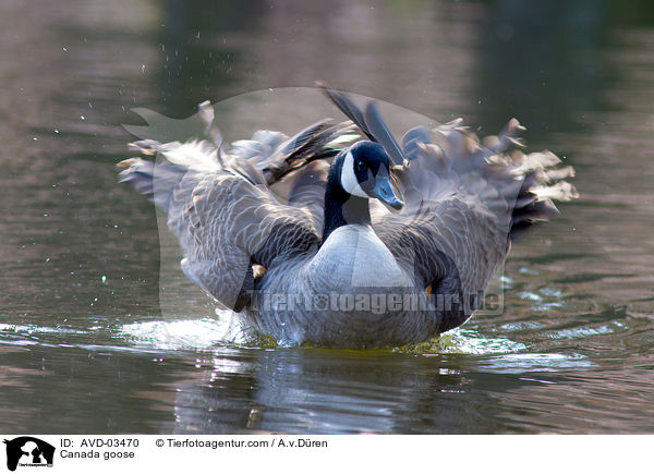 Kanadagans / Canada goose / AVD-03470