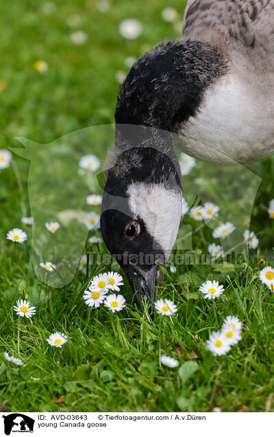 junge Kanadagans / young Canada goose / AVD-03643