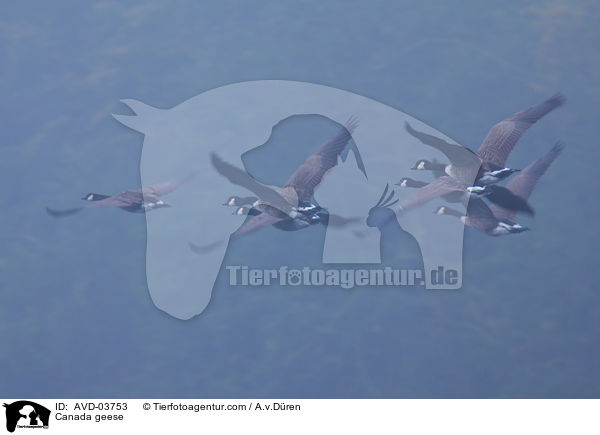 Kanadagnse / Canada geese / AVD-03753