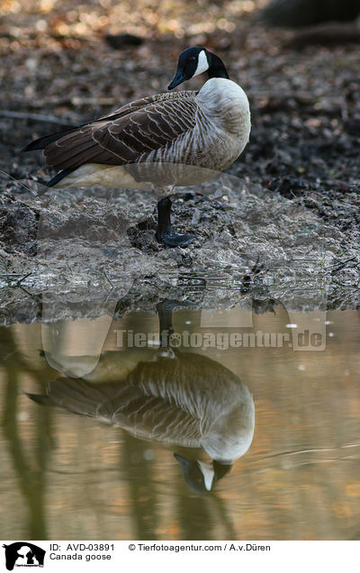 Kanadagans / Canada goose / AVD-03891
