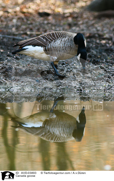 Kanadagans / Canada goose / AVD-03893