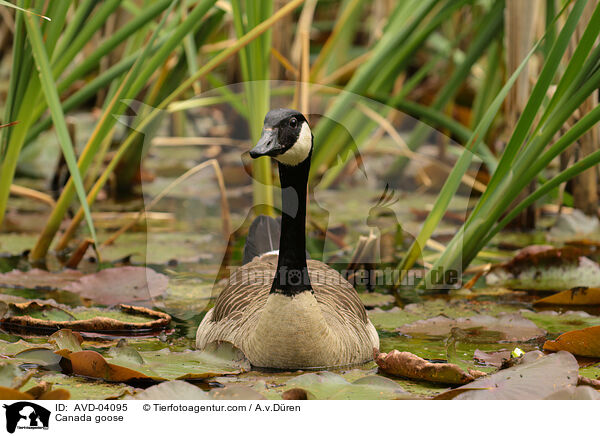 Kanadagans / Canada goose / AVD-04095