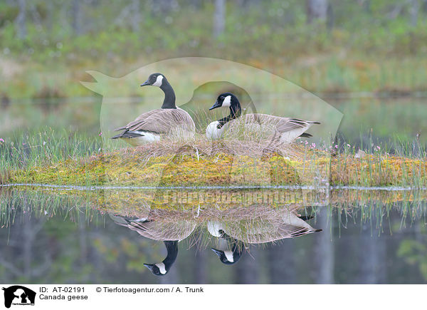 Kanadagnse / Canada geese / AT-02191