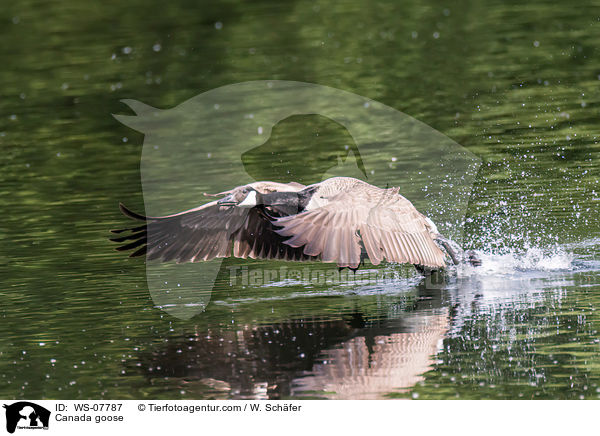 Kanadagans / Canada goose / WS-07787