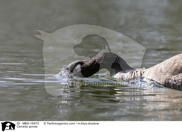 Kanadagans / Canada goose / MBS-16975