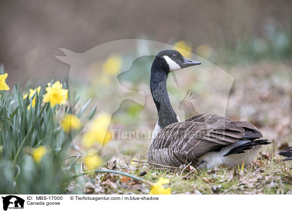 Kanadagans / Canada goose / MBS-17000