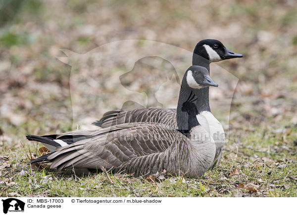 Kanadagnse / Canada geese / MBS-17003