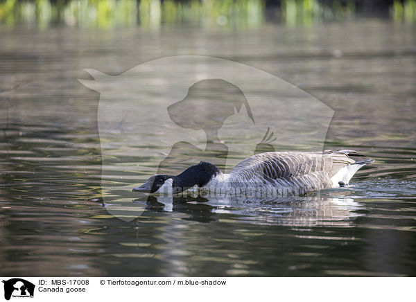 Canada goose / MBS-17008