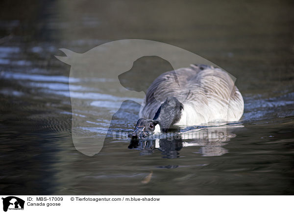 Canada goose / MBS-17009
