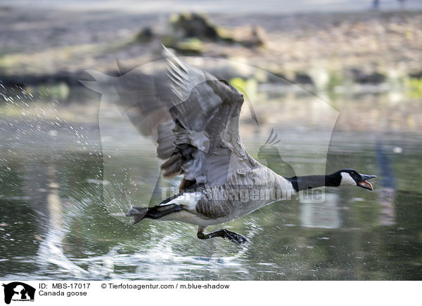 Kanadagans / Canada goose / MBS-17017
