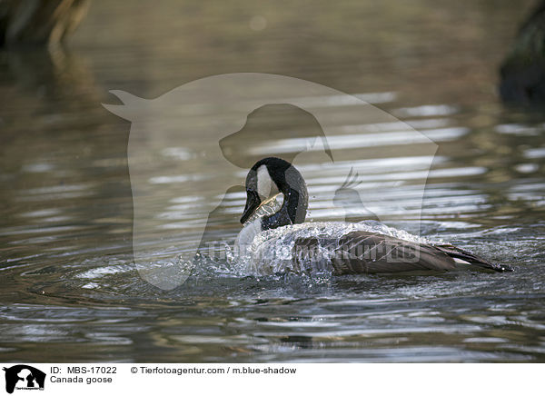 Canada goose / MBS-17022