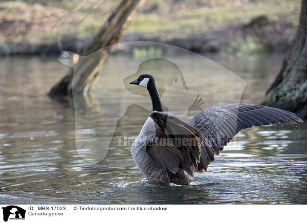 Kanadagans / Canada goose / MBS-17023
