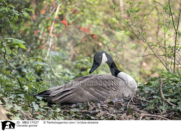 Canada goose / MBS-17027