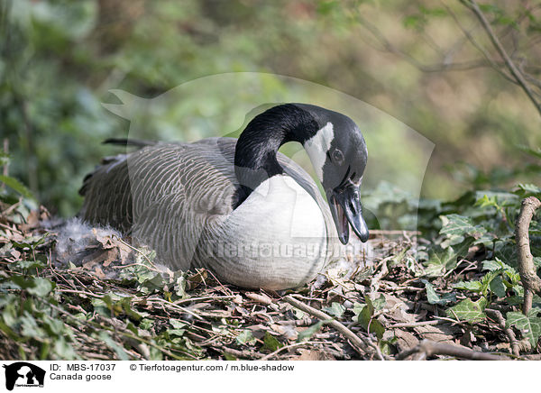 Kanadagans / Canada goose / MBS-17037