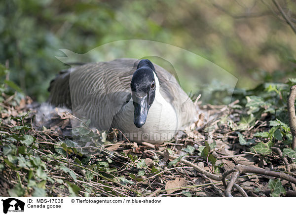 Kanadagans / Canada goose / MBS-17038