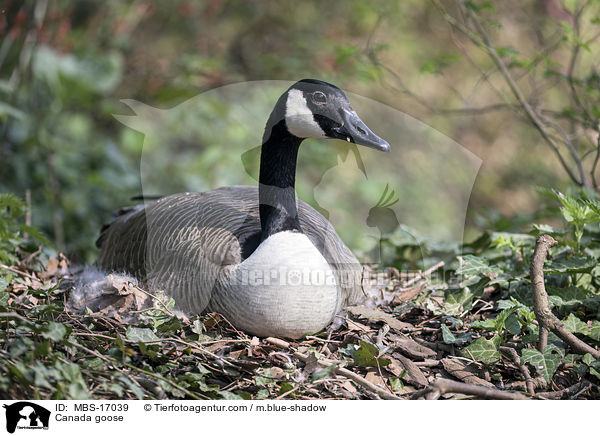 Canada goose / MBS-17039