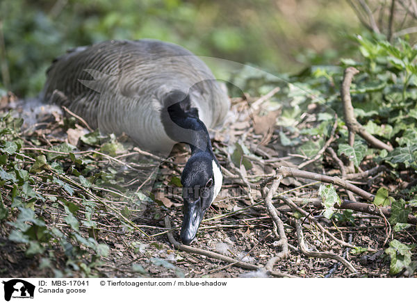 Canada goose / MBS-17041