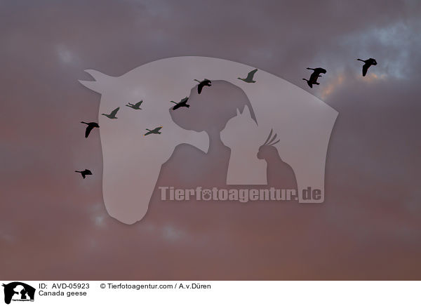 Kanadagnse / Canada geese / AVD-05923