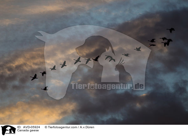 Kanadagnse / Canada geese / AVD-05924