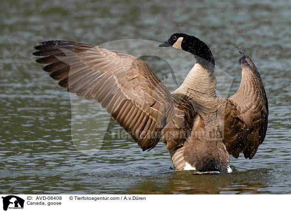 Kanadagans / Canada, goose / AVD-06408