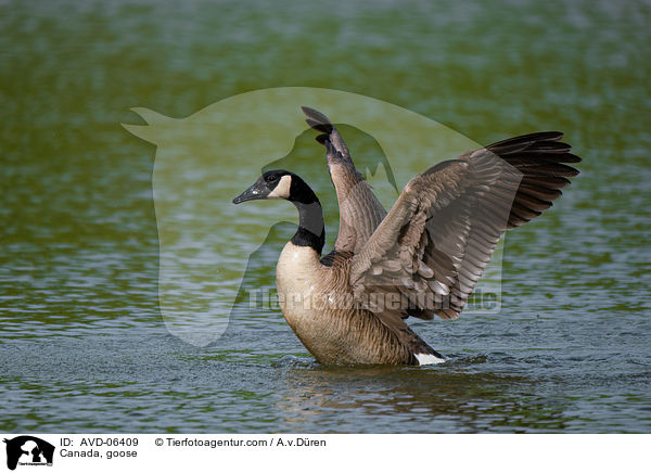 Kanadagans / Canada, goose / AVD-06409