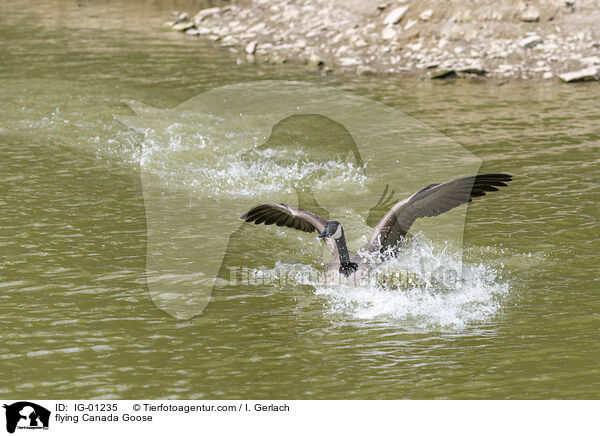 flying Canada Goose / IG-01235