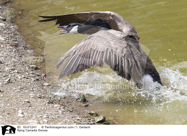 flying Canada Goose / IG-01241