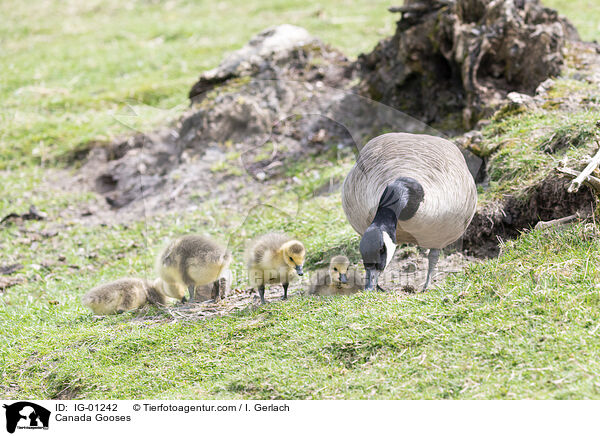 Canada Gooses / IG-01242
