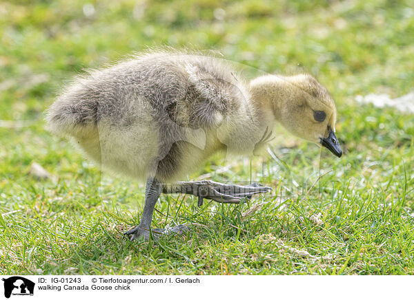 laufendes Kanadaganskken / walking Canada Goose chick / IG-01243