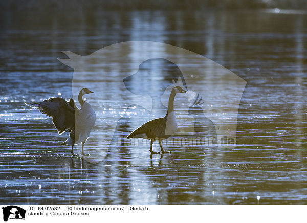 stehende Kanadagnse / standing Canada Gooses / IG-02532