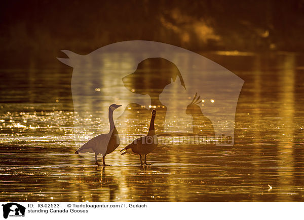 standing Canada Gooses / IG-02533