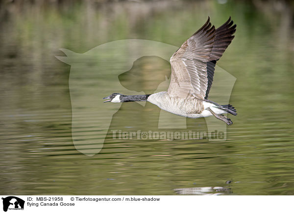 fliegende Kanadagans / flying Canada Goose / MBS-21958