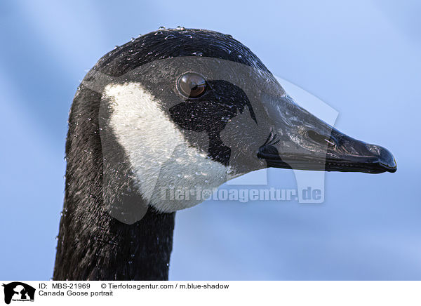 Kanadagans Portrait / Canada Goose portrait / MBS-21969