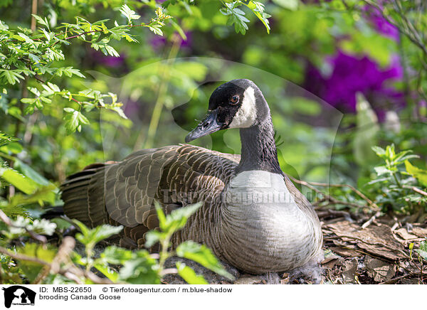 brtende Kanadagans / brooding Canada Goose / MBS-22650