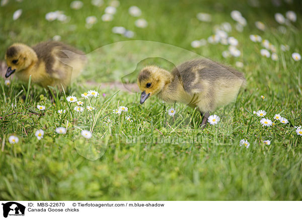 Kanadaganskken / Canada Goose chicks / MBS-22670