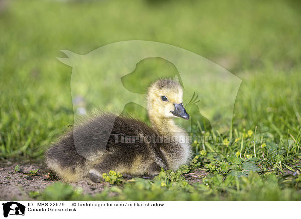 Kanadaganskken / Canada Goose chick / MBS-22679