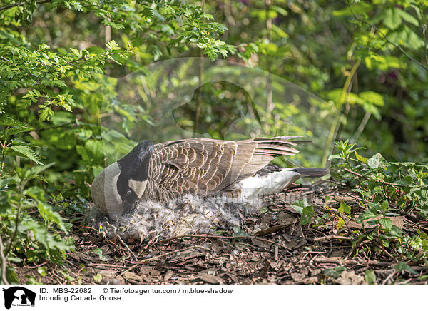 brtende Kanadagans / brooding Canada Goose / MBS-22682