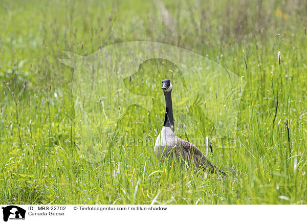 Canada Goose / MBS-22702