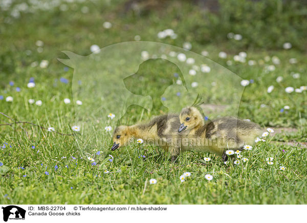 Kanadaganskken / Canada Goose chicks / MBS-22704