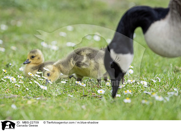 Kanadagans / Canada Geese / MBS-22709