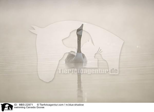 schwimmende Kanadagans / swimming Canada Goose / MBS-22871