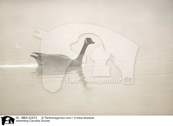 swimming Canada Goose / MBS-22872