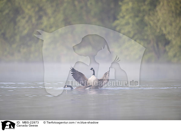 Canada Geese / MBS-22873