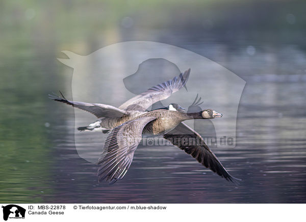 Kanadagans / Canada Geese / MBS-22878