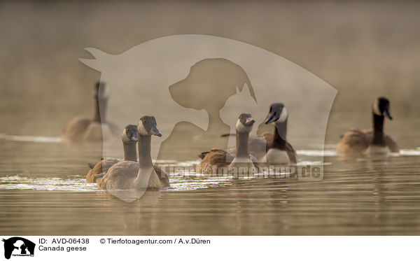 Kanadag�nse / Canada geese / AVD-06438