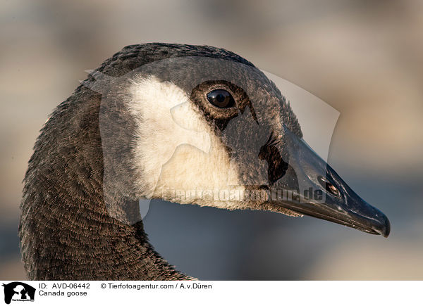 Kanadagans / Canada goose / AVD-06442