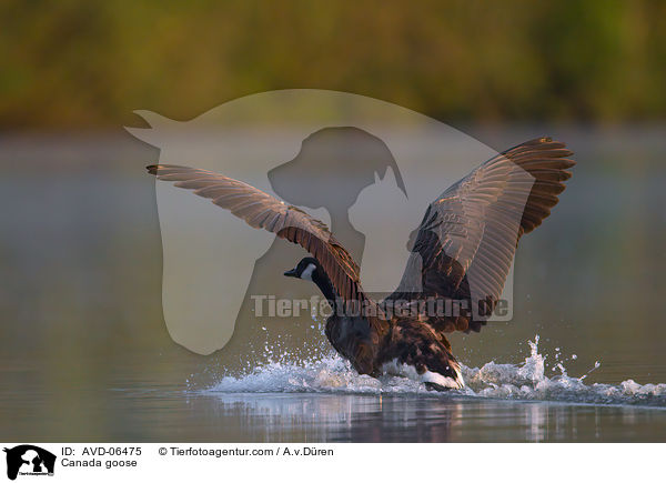 Kanadagans / Canada goose / AVD-06475