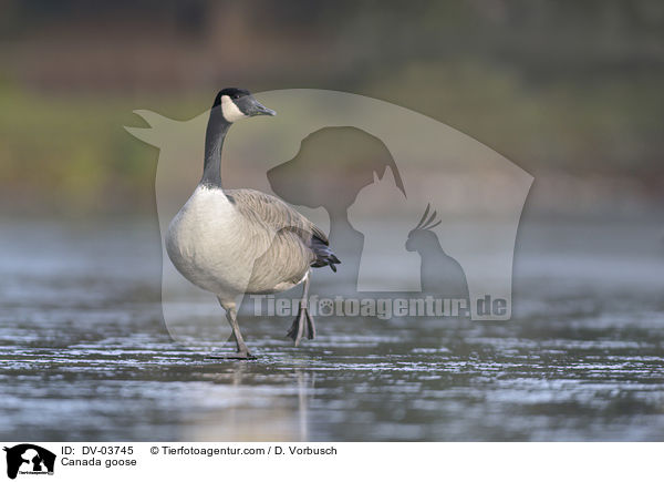 Kanadagans / Canada goose / DV-03745