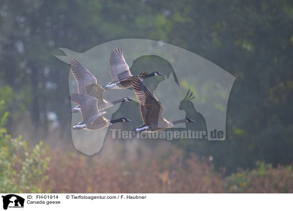 Kanadagnse / Canada geese / FH-01914