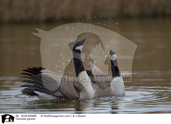 Kanadagnse / Canada geese / AVD-06886